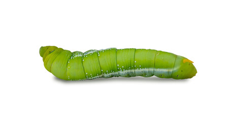 Macro close-up of beautiful caterpillar. A macro photography of a really beautiful and on white isolated background.