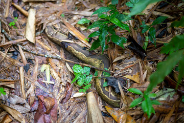 The root of the forest looks like the body of a big boa. On the hiking trails that the country has not carefully observed, it can be alarming.