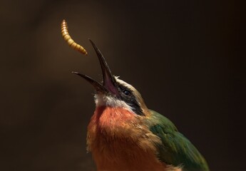 This macro action photograph shows a hungry but playful bee-eater (Merops bullockoides) bird throwing a mealworm treat up and catching it with it's beak.
