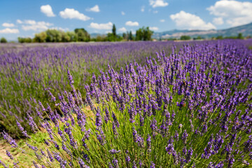 View of lavender's fields in blossom period, green hills and mountains visible on the horizon, Assisi, Perugia, Italy