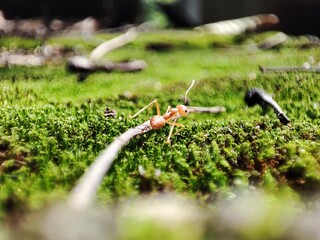 Red ant walking on a stick macro shot