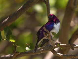 This image shows the side view of a colorful Violet-Backed Starling (Cinnyricinclus leucogaster) bird perched on a branch.