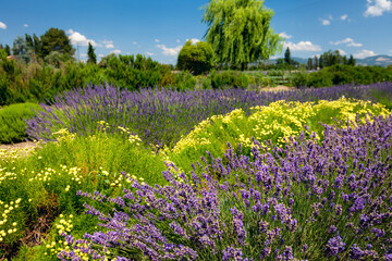 Colourful rural landscape with purple lavender flowers, yellow and bright green plants, Assisi, Perugia, Italy