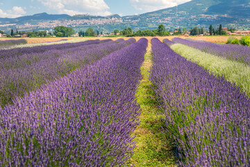 Fototapeta na wymiar Panoramic view of lavender's fields in blossom period, green hills and mountains visible on the horizon, Assisi, Perugia, Italy
