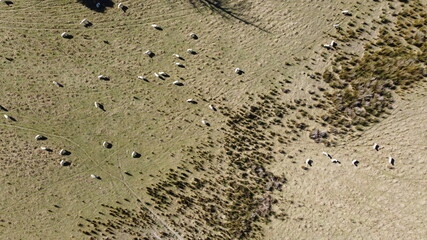 A flock of merino sheep grazing in a lush paddock on a farm in rural Tasmania, Australia