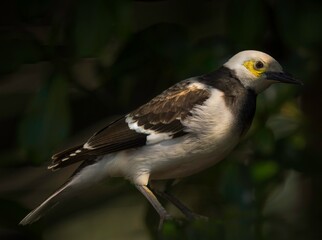 This macro photograph features a wild black-collared starling (Gracupica nigricollis) in dramatic sunset lighting.
