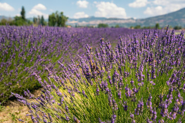 Fototapeta premium Close up view of colourful purple lavender flowers, Asissi, Perugia, Italy