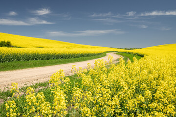 Obraz premium a winding rural road that runs off into the distance through a yellow rapeseed field