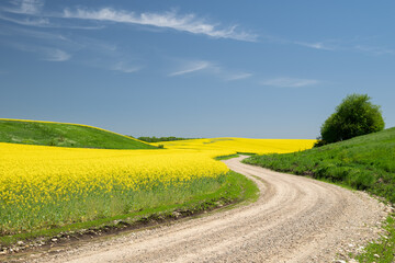 Fototapeta na wymiar a winding rural road that runs off into the distance through a yellow rapeseed field