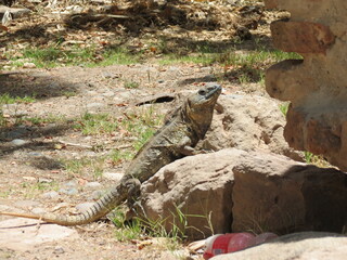 La iguana