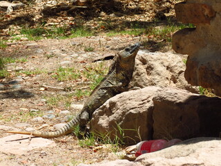 Iguana