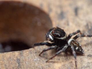 Macro Photo of Jumping Spider on The Floor