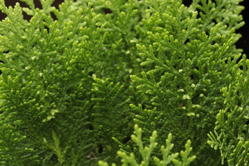 close up of green leaves