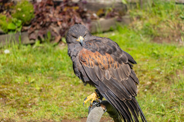 Wildgehege und Greifvogelstation Hellenthal