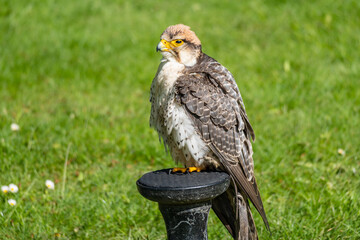 Wildgehege und Greifvogelstation Hellenthal