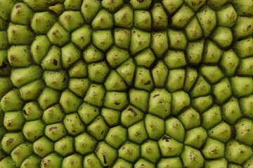 jackfruit