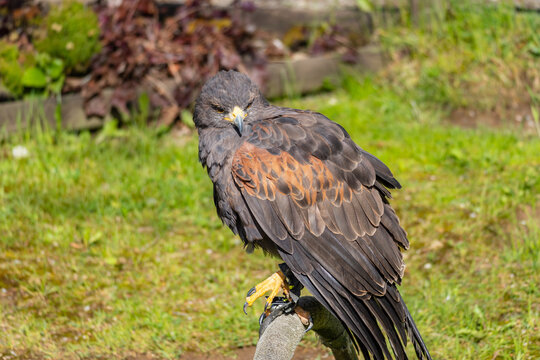 Wildgehege und Greifvogelstation Hellenthal