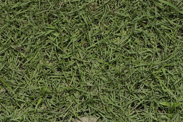 green grass background