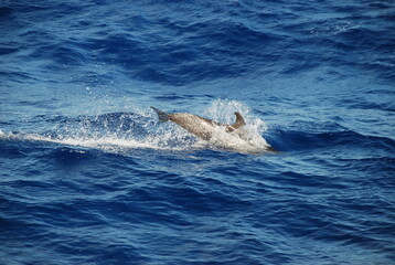 Naklejka premium dolphin paradise