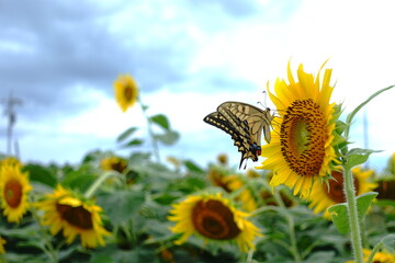 向日葵とアゲハ蝶