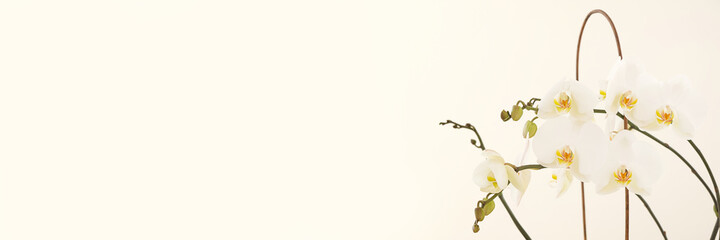 White orchid flower. Orchid banner. Floral background. White orchid branches on a light   background. Flower banner.Online flower shop © Yuliya