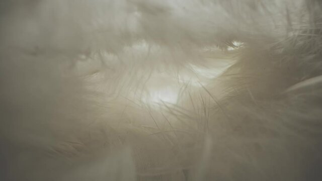 Elegant soft down. The natural beauty of the bird.