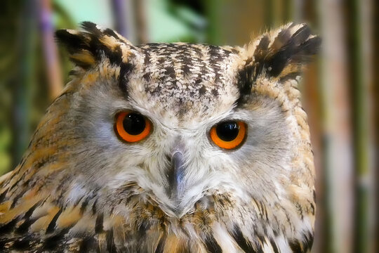 Close up image of owl with beautiful orange staring eyes. 