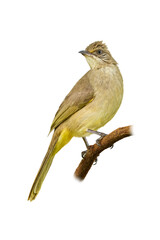 Streak-eared Bulbul perching on a perch isolated on white background