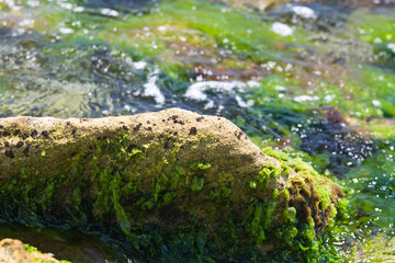 stone in the sea overgrown with algae