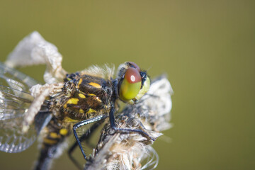 young dragonfly sitting on a plant