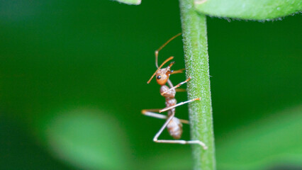 Ant on a leaf