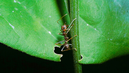 ant on leaf