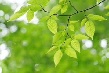 fresh green leaves growing in spring