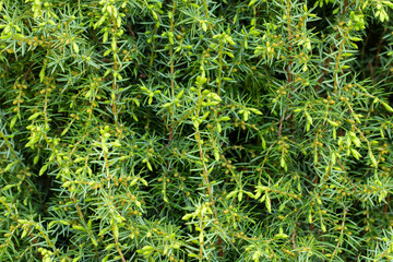 Juniperus Communis With Female Cones In Garden Close Up.