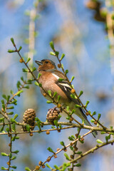 spring finch sitting on a branch