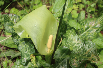 Arum plant in bloom with flower. Arum italicum wild plant on summer