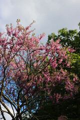 Judas tree in bloom with beautiful pink flowers on branches. Cercis siliquastrum tree in the garden