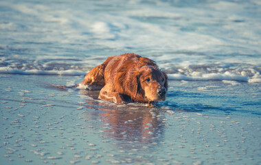 Golden Retriever Playing at the Beach