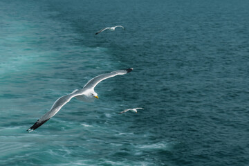 Seagull follows the ferry over the sea against the backdrop of sea waves