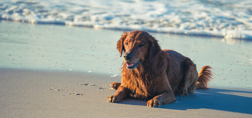 Golden Retriever Playing at the Beach