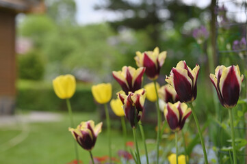 Bright sunny colorful tulips at garden