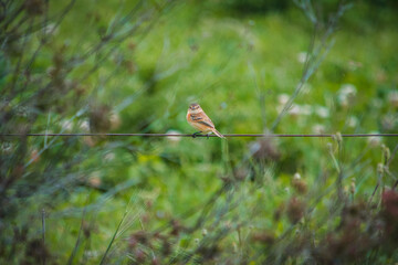 Small light brown bird standing on a fence looking back. background with green plants