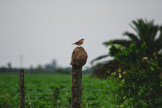 Hornero bird, typical Argentine bird, standing on its mud nest, in the rain on a fence in the field