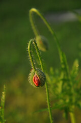 poppy bud