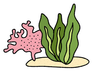 サンゴとイソギンチャク6