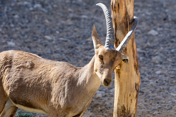 A female Nubian Ibex (capra nubiana) scratching antler horns on tree close up.  .