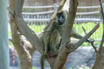 Obraz premium Chacma Baboon (Papio Ursinus) or Cape Baboon in branches in a tree