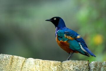A superb starling (Lamprotornis superbus) close up on branch in jungle.