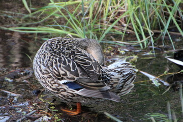 Busy With The Feathers, William Hawrelak Park, Edmonton, Alberta