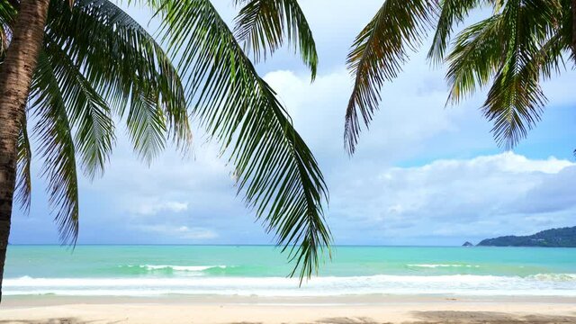 Beautiful coconut palm trees on the beach Phuket Thailand Palms trees frame on blue sky background. palms grove on the beach with Blue sky Summer landscape background